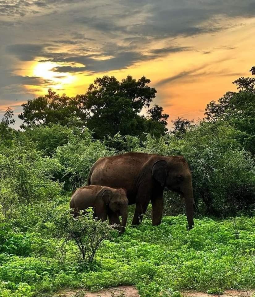Udawalawe Wildlife & Nature Protection Bungalow Экстерьер фото