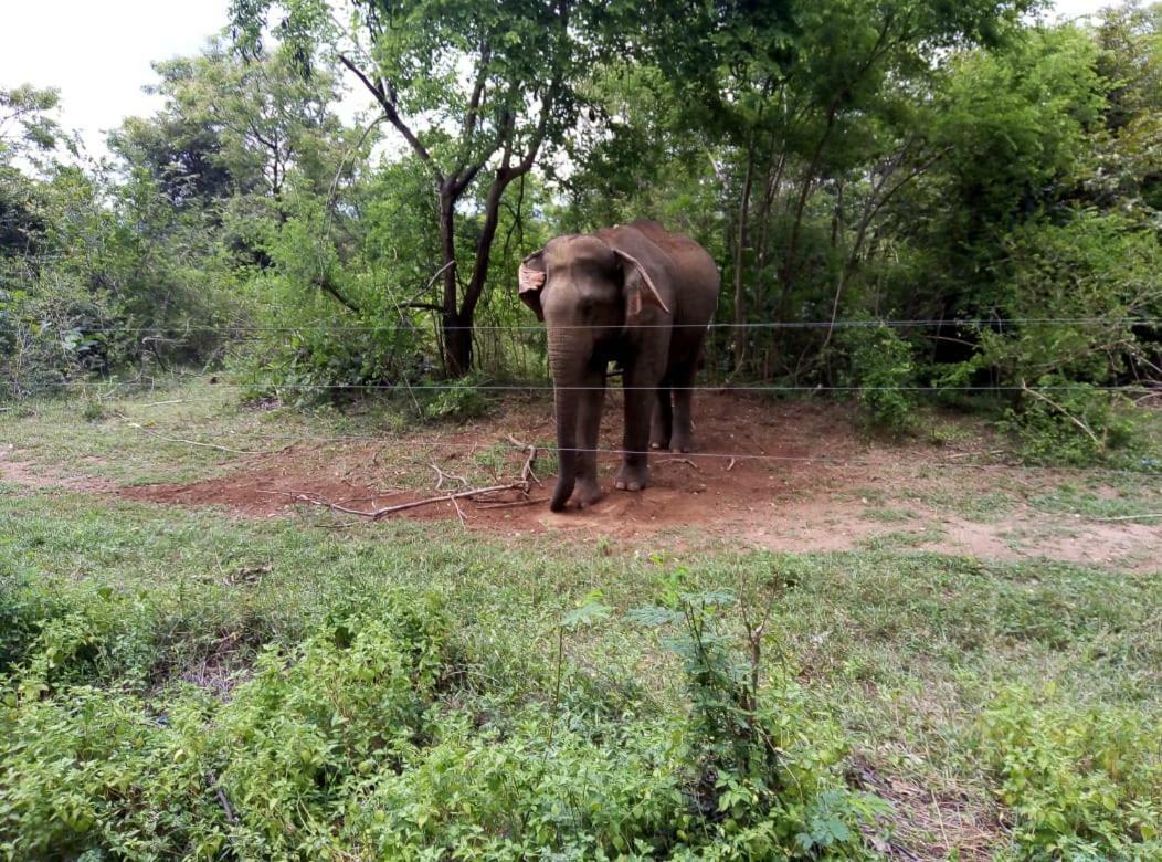 Udawalawe Wildlife & Nature Protection Bungalow Экстерьер фото
